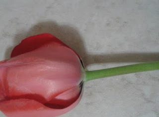 ilk açan kırmızı lalem