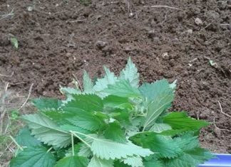 ilknur’un bahçe günlüğü-2 bugün hasat vardı:) nane ve ısırgan topladık