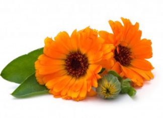 Calendula nam-ı diğer aynı safa çiçeği nedir?