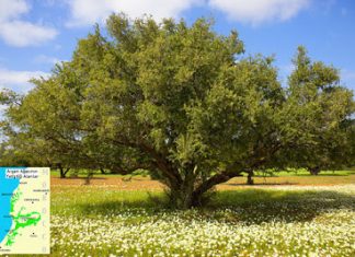 Argan Yağı nedir?