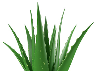 Aloe Vera güneş ürünleri çıkmış duydunuz mu? aloe vera