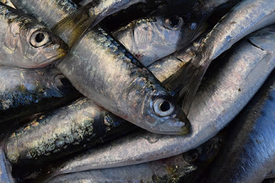 sardalya sardines