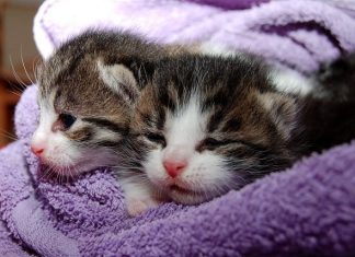 Kedi Maması Tercihinde Dikkat Edilmesi Gerekenler cat