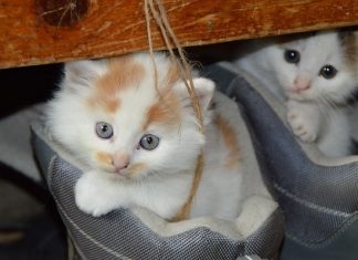 Kedilerin Bakımı Nasıl Olmalı? cat