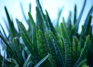 Güneşlendikten sonra cildinizi aloe vera ile rahatlatın! aloe vera faydası