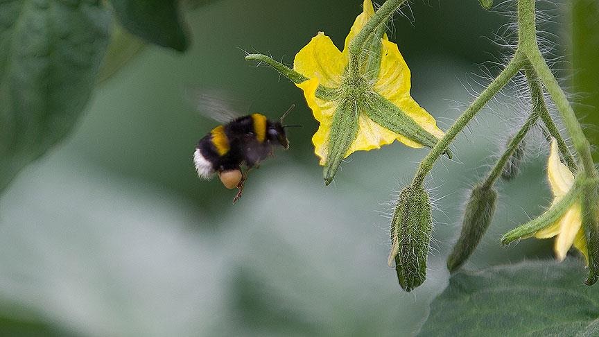 bombus arı