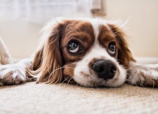 petbesinleri.com köpek