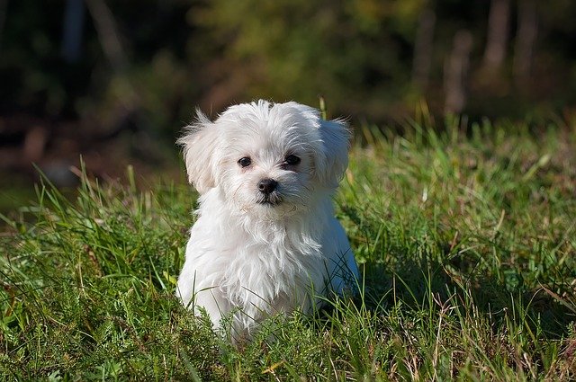 yavru köpek