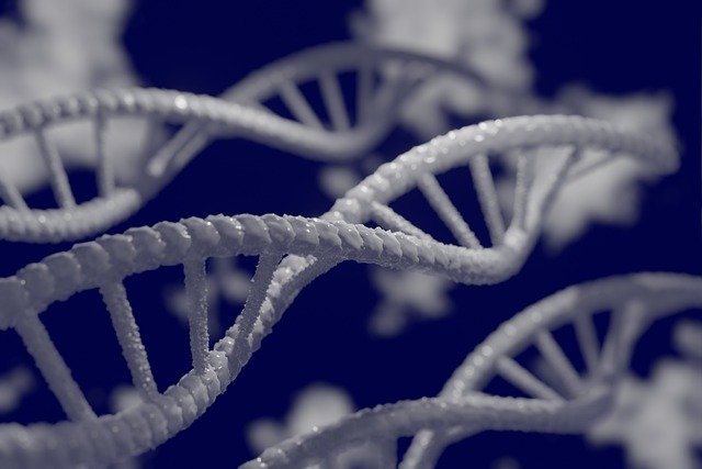 dna deneyi